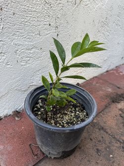 Cherry of the Rio Grande