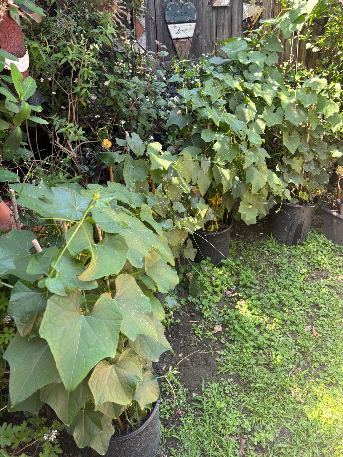 Chayotes 3 Feet Long Ready To Plant $10 Each OR $18 For 2 Plants