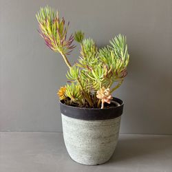 Live Succulent Plant 2' Tall Potted Patio Houseplant 11" Pot Low Maintenance