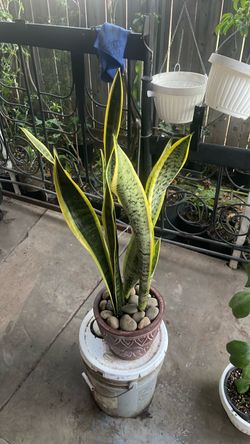 Snake plant