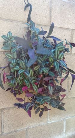 Hanging Tradescantia Zebrina Wandering Jew
