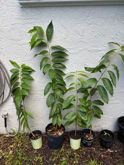Red Custard Apple - Annona Live Trees