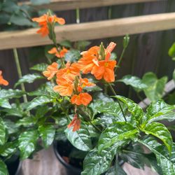 Plant Sale