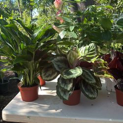 In And Out dore Plants