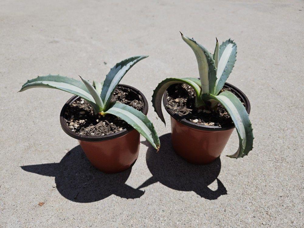 Agave Americana Medio-picta ‘Alba’