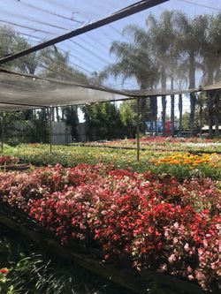 Perennials and annuals plants ( gazanias , begonias, marigold, vincas) they are located at Y & M Nursery 16450 Washington St. Riverside 92504