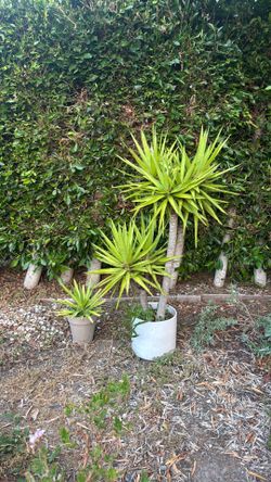 Agave Plant with Pot