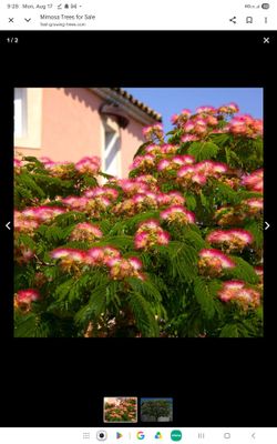 Mimosa tree with 4 o'clocks and wondering jew