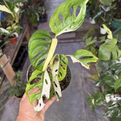 6” Adansonii Variegated 