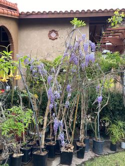 Chinese Japanese Wisteria Purple Flower Tree Plant Vines $40-$80