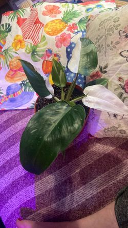 Philodendron “White Wizard” plants