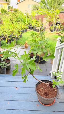 Beautiful Fig Tree in Pot – Healthy & Gorgeous!