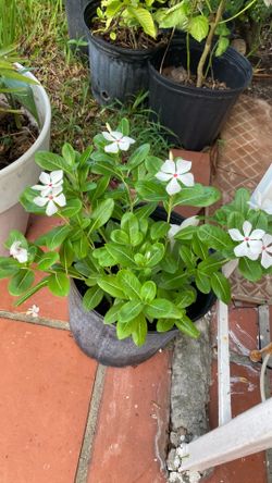 Plant
