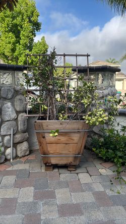 Planter Box With Jasmine Inside