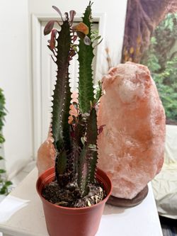 🩷🌿Euphorbia RED Lucky PLANT🩷pls Read Description