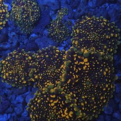 Fake Coral Mushroom Doughboy 