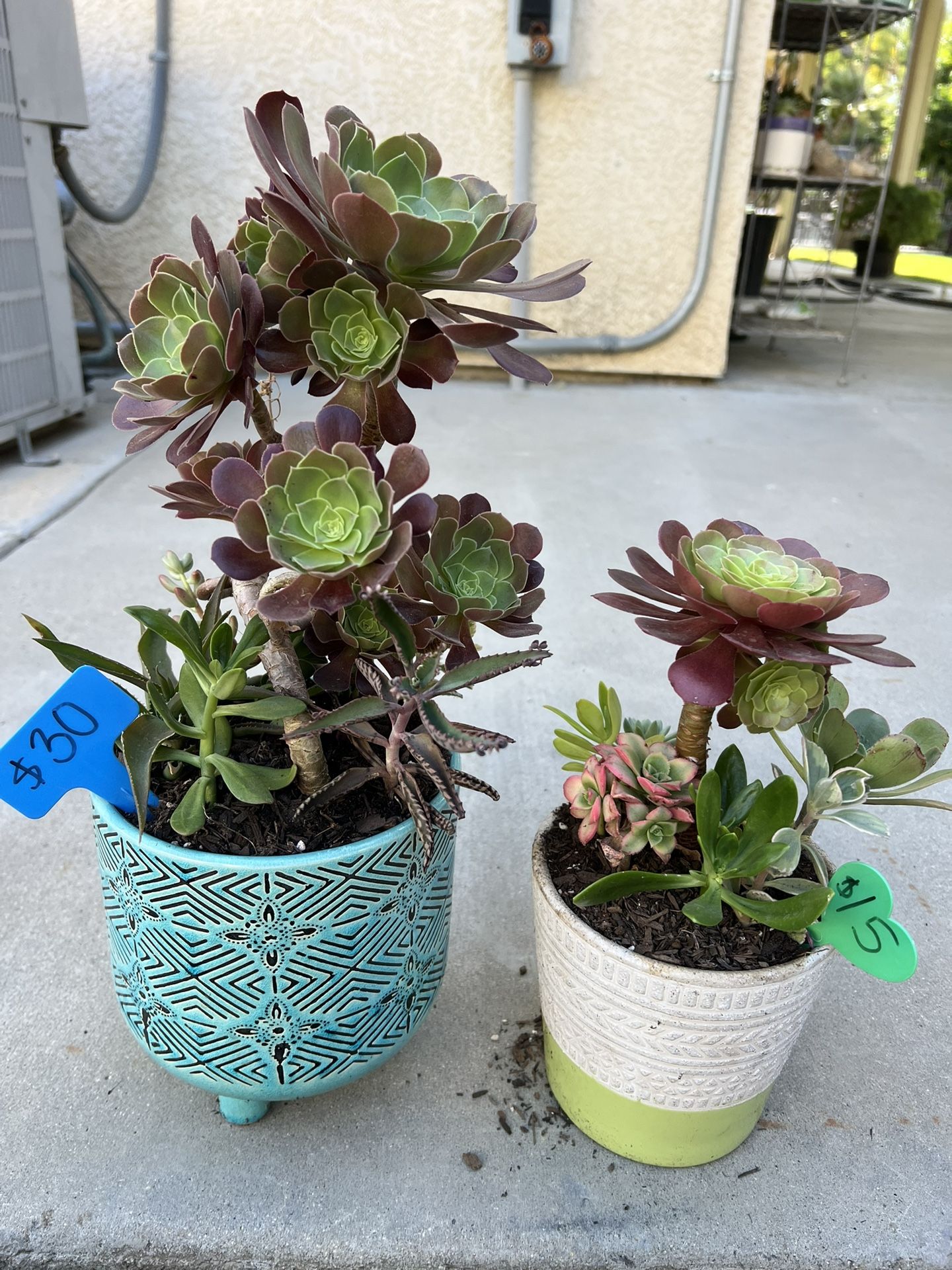 Beautiful Succulents