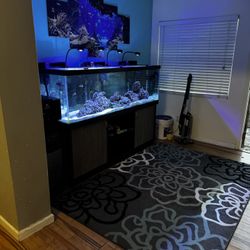125 Gallon Saltwater Aquarium 