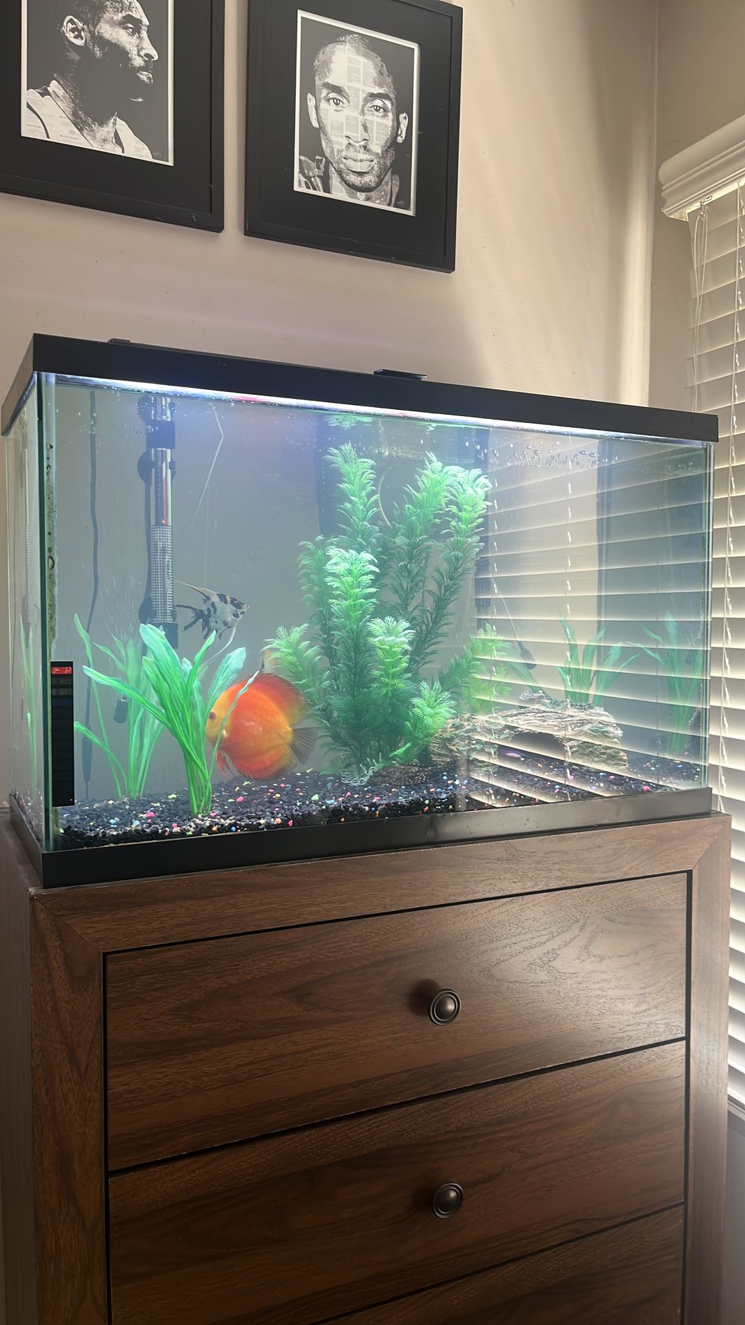 Fish tank with fish
