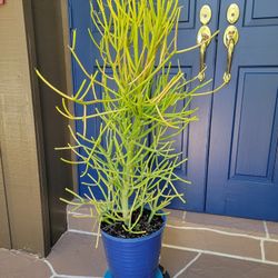 Big Plant In Blue Pot