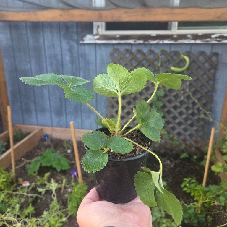 Quinault Strawberry Plant