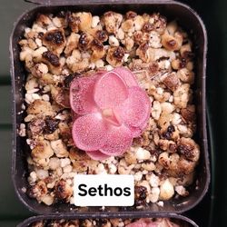 Pinguicula Butterwart Carnivorous Plants