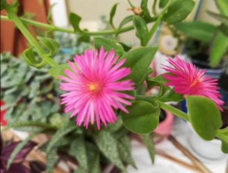 Baby Sun Rose plants