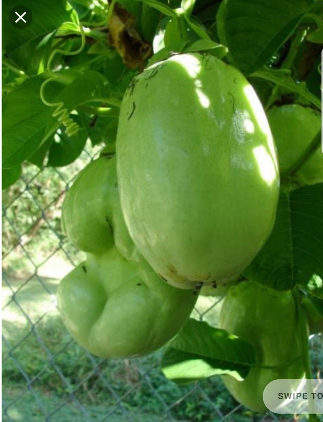 Granadillo fruta