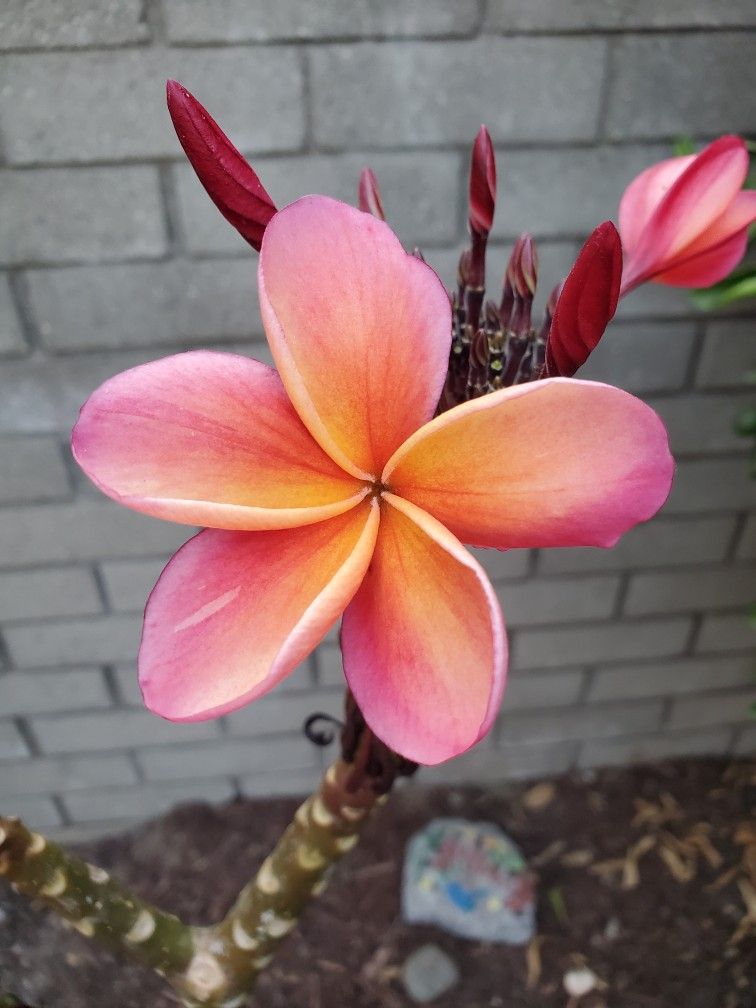 "Kimo" Orange Plumeria Cuttings for Sale in Irwindale, CA OfferUp