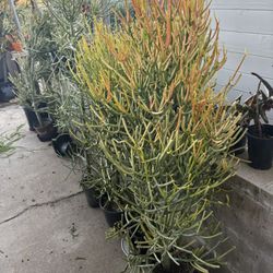 Firestick succelent plant 4 1/2 feet