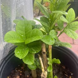 Jumbo Lemon Tree   (Alachi  Lemon).