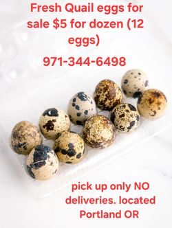 Fresh Quail Eggs 