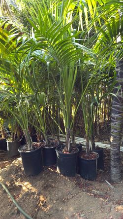 Kentia palms (Howea forsteriana )