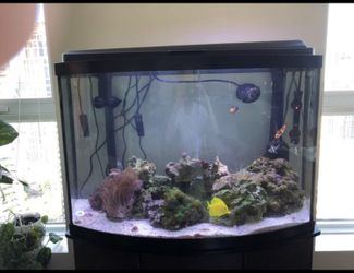 36 gallon bowed aquarium set up including a Fluval FX4 canister filter