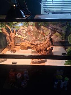 Beared dragons  and Terrarium