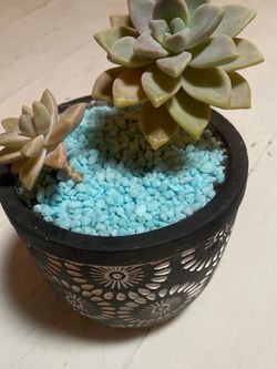 Succulent - great Gift Under $20