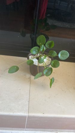 Chinese money plant