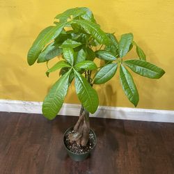 6” Money Tree