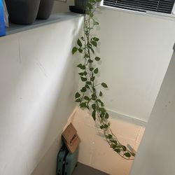 Vine Plant