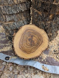 Olive Wood Rounds