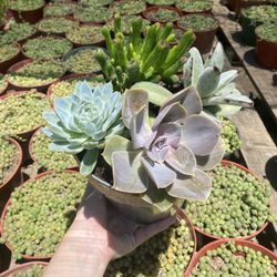 Succulent Arrangement 