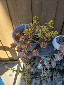 Succulent plant