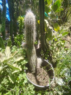 Oh man cactus plant