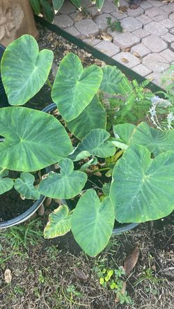 Elephant ear
