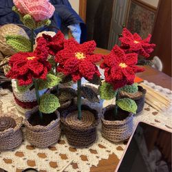Mini Poinsettias 