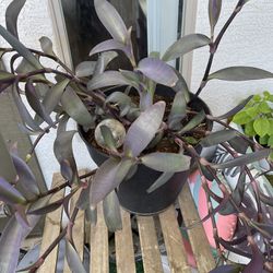 Large Outdoor Plant