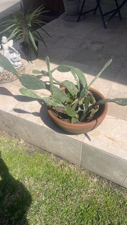 Cactus