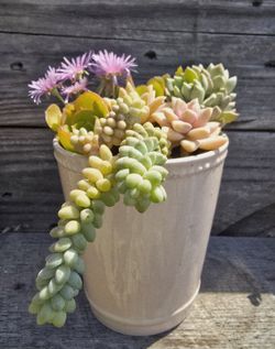 Pink Pot With Mixed Succulents Arrangement 