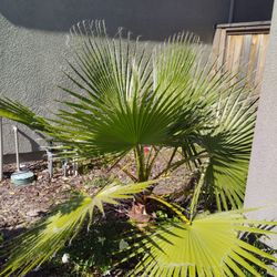 Fan Palm