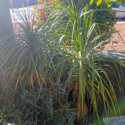 15 Gallon Ponytail Palms